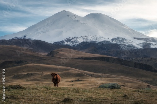 Fototapeta Naklejka Na Ścianę i Meble -  cow grazing in the mountains