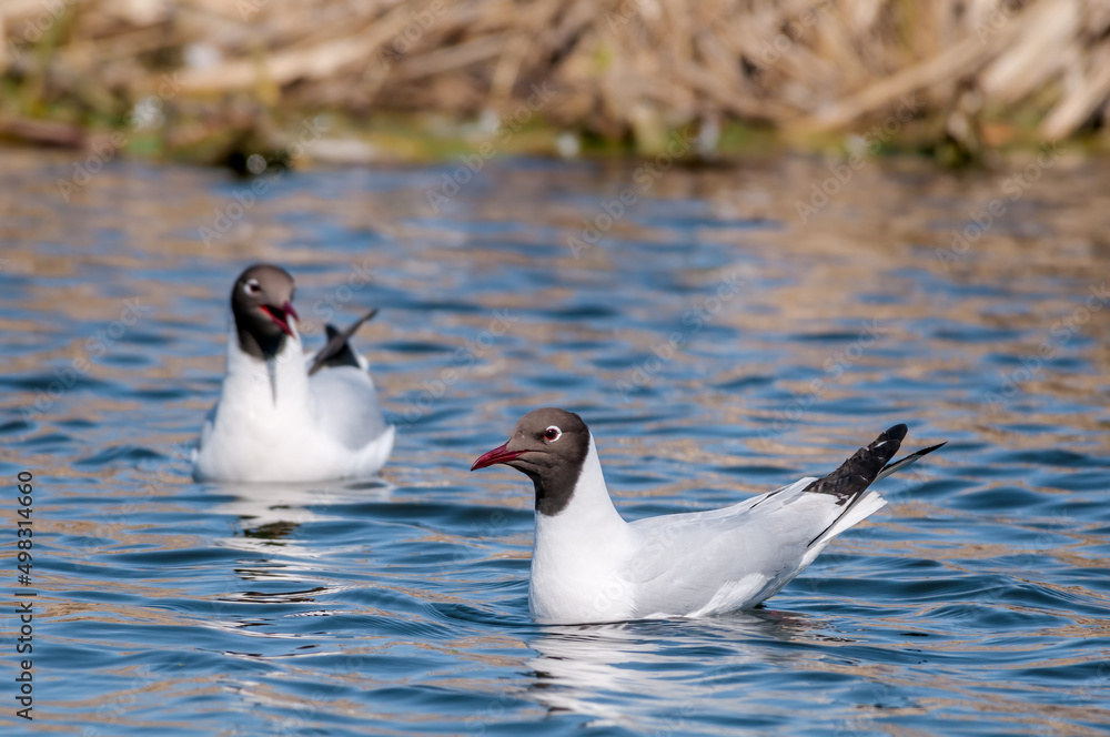 Black-headed Gulls (Larus ridibundus) at colony Black-headed Gulls (Larus ridibundus) at colony