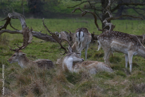 a group of deer in a park © JoeE Jackson