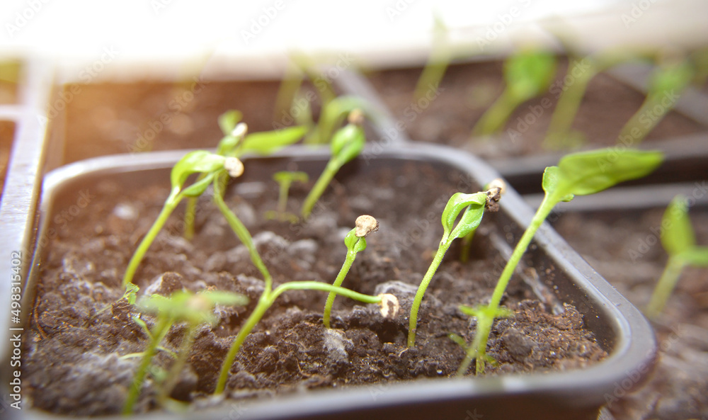 Fototapeta premium Young fresh seedling stands in plastic pots. Farming and agriculture concept seedlings growing.