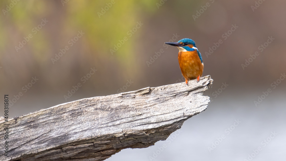 Obraz premium Eisvogel am See auf einem Baumstumpf