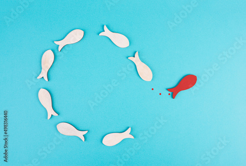 One red fish is swimming against the stream, opposite direction of the other fishes, being different, leadership and mindset concept
 photo