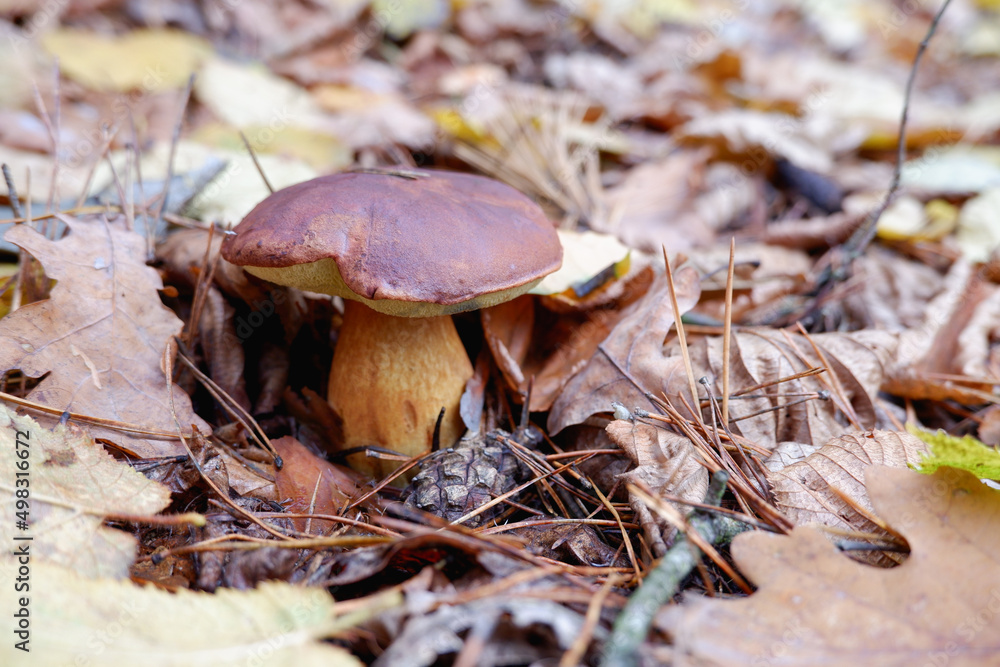 Mushrooms in the forest. Edible mushroom in a pine forest. Close-up photo. Whild Mushrooms outdoors in the forest in autumn Mushrooms in the forest. Edible mushroom in a pine forest. Close-up photo. Whild Mushrooms outdoors in the forest in autumn