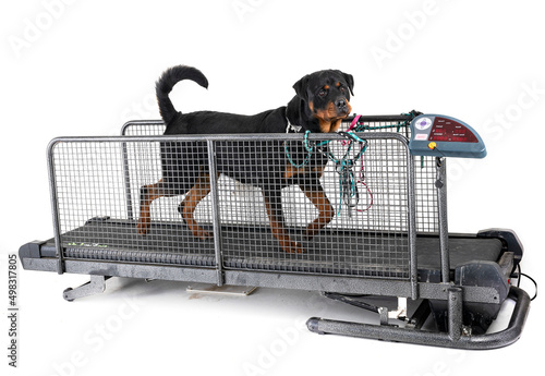 Konstfotografi treadmill for dog in studio