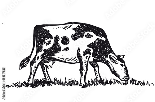 Cows chew grass, hand drawn illustrations.