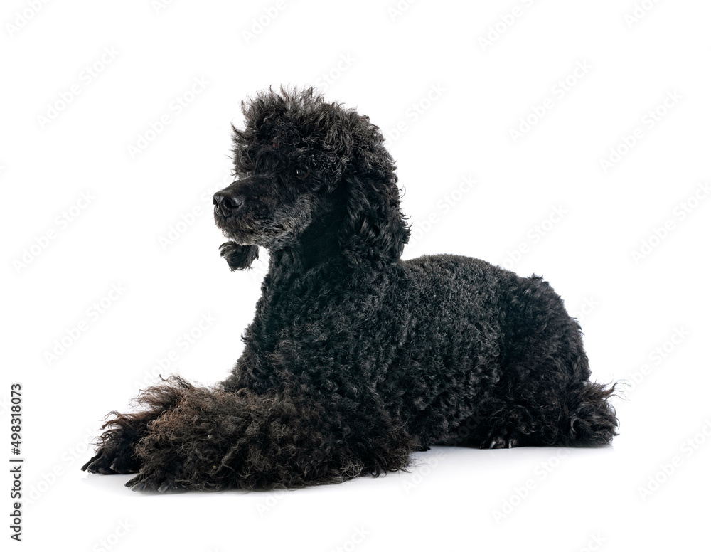 poodle in studio poodle in studio
