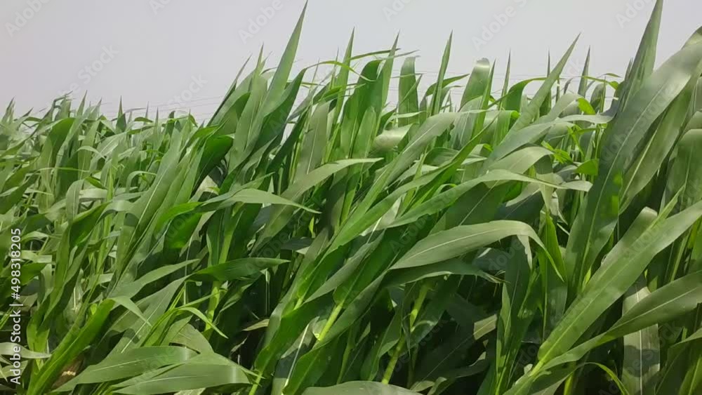 Corn Seedlings Sway In The Wind 