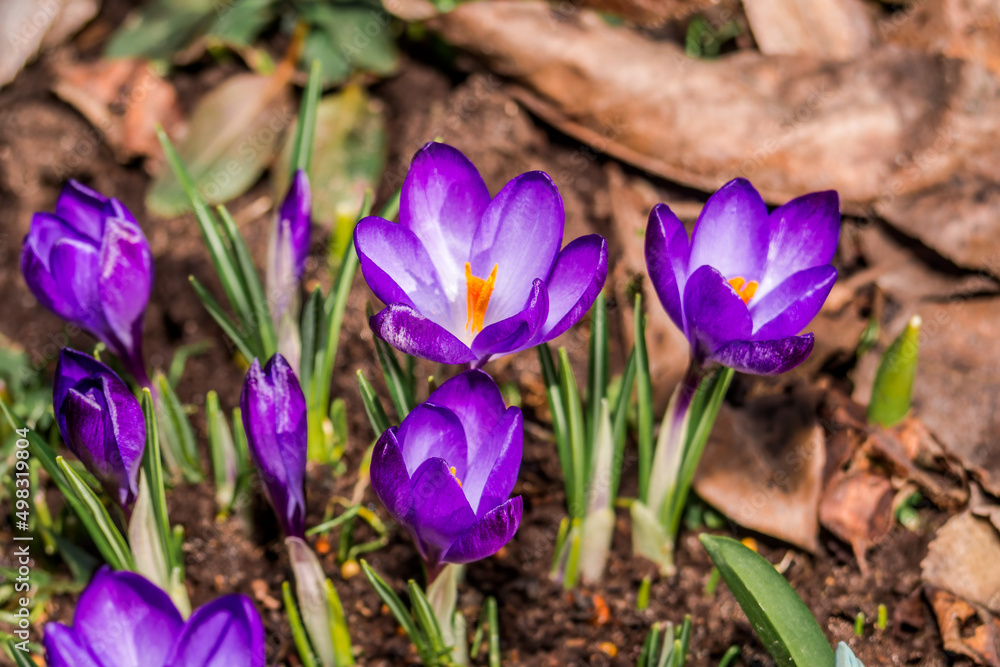 Woodland Crocus (Crocus tommasinianus) in garden Woodland Crocus (Crocus tommasinianus) in garden