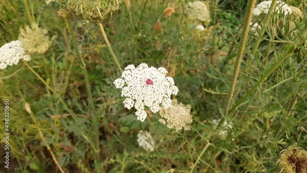 Carrot flowers in vegetable garden. A carrot may have more than 1000 flowers. Beautiful carrot flower looking like umbrella. There are many seeds in one flower. Vegetable flowers. Carrot flowers in vegetable garden. A carrot may have more than 1000 flowers. Beautiful carrot flower looking like umbrella. There are many seeds in one flower. Vegetable flowers.