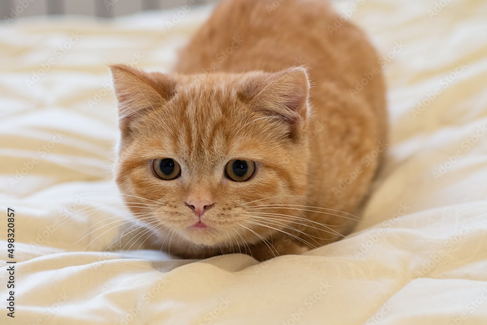Playing ginger cat,sitting at the bed.