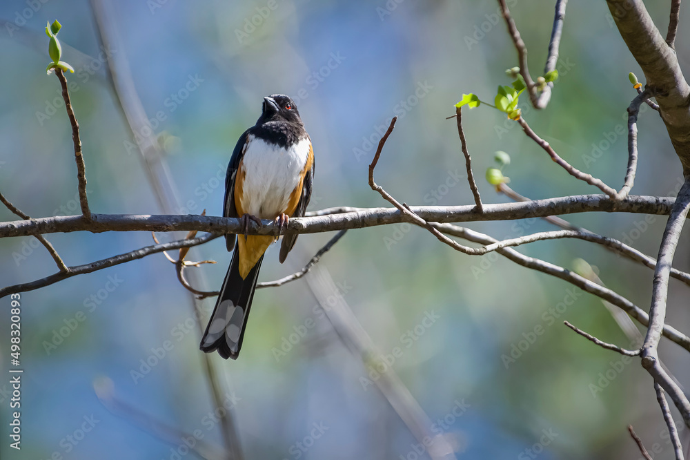 Fototapeta premium Eastern Towhee in Tree