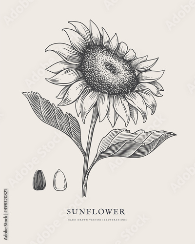 Hand-drawn sunflower and its seeds. Garden and horticultural plant in engraving style. Оrganic food. Design element for markets, books, packaging. Botanical illustrations on isolated background.