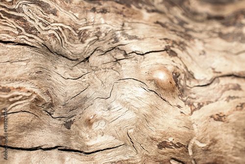 Closeup photography of the tree texture with whimsical patterns.