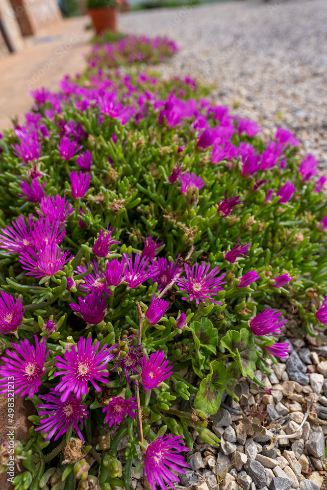 pink Delosperma flower in the morning light, Blooming Iceplant in the garden pink Delosperma flower in the morning light, Blooming Iceplant in the garden