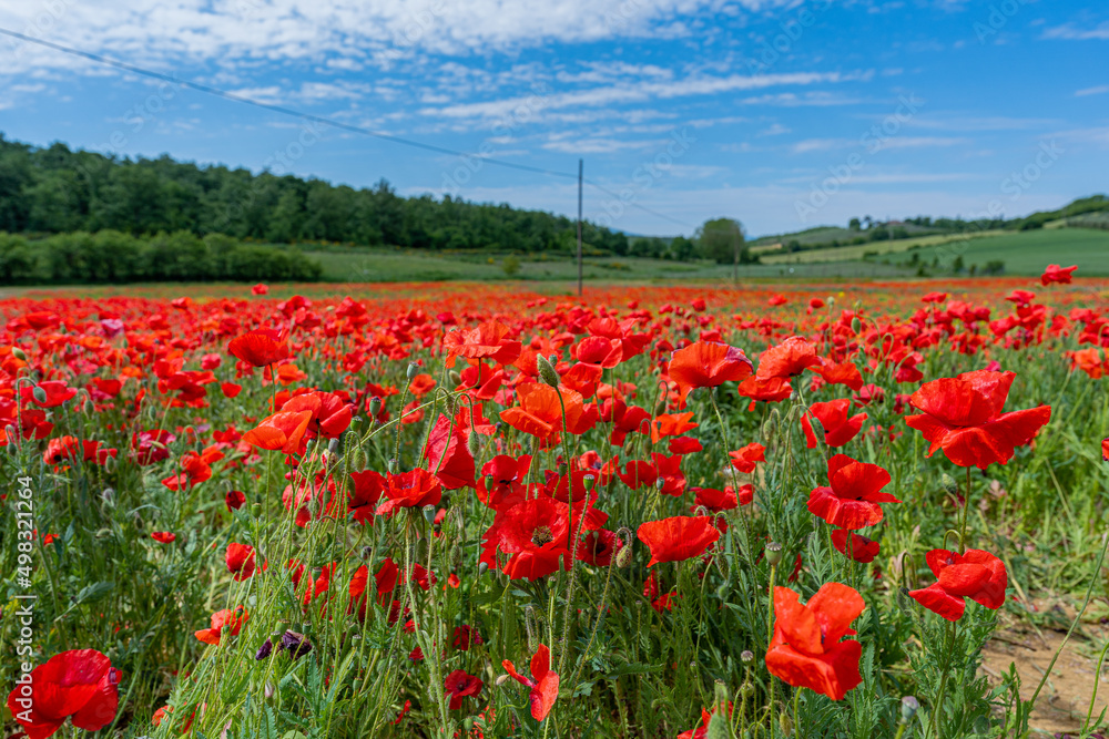 red poppy fields in Tuscany, Italy