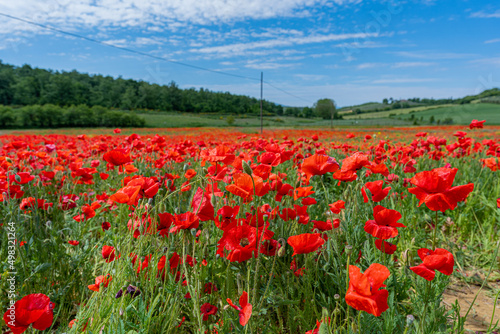 red poppy fields in Tuscany  Italy