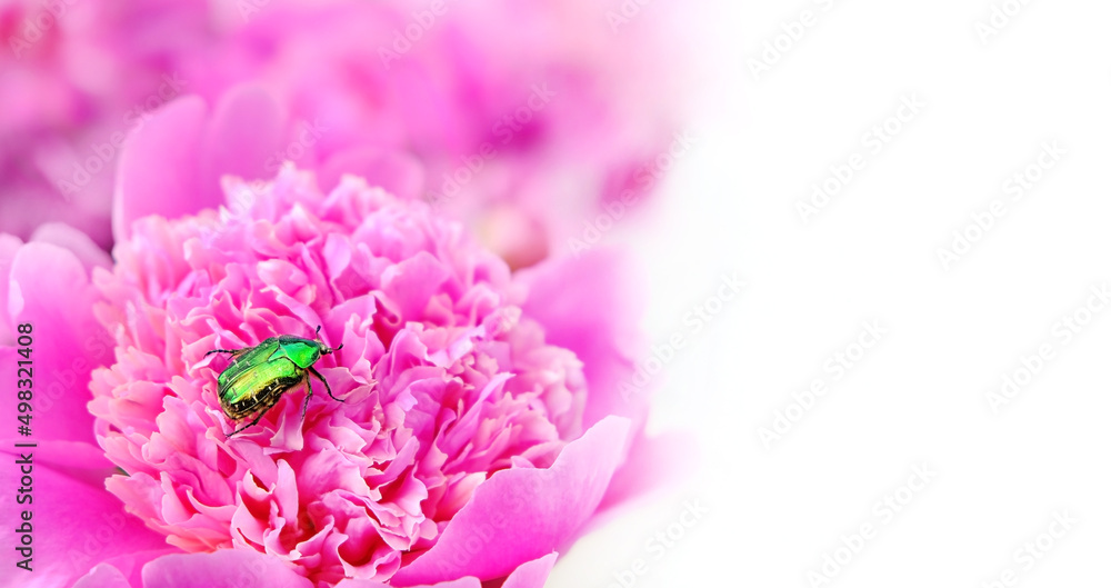 beautiful shiny green beetle on pink peony flower close up, blurred natural background. emerald beetle (Cetonia aurata). insect wildlife, nature image. summer season. copy space