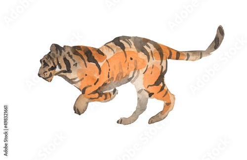 watercolor royal tiger isolated on white background clipping path included. The tiger is staring at its prey. Hunter concept.