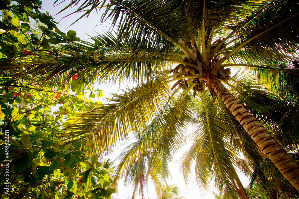 Obraz premium カリブ海に浮かぶ島の椰子の木に囲まれた漁村 