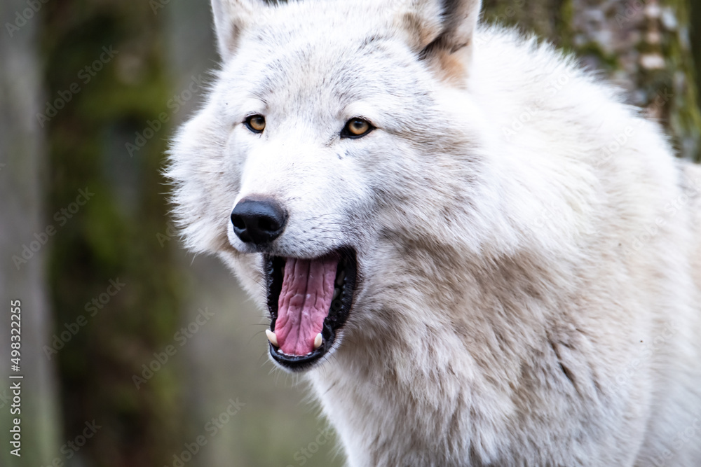 Close up of an adult white wolve roaming in the forest Close up of an adult white wolve roaming in the forest