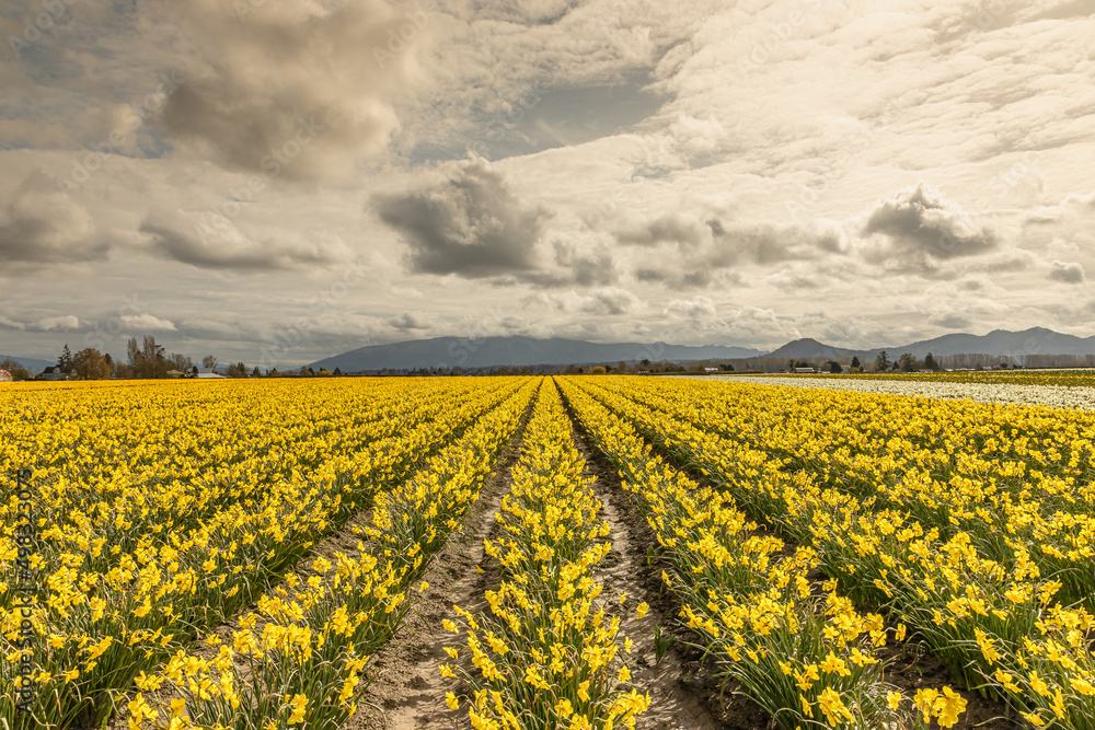 Tulip Fields in Washington, USA Tulip Fields in Washington, USA