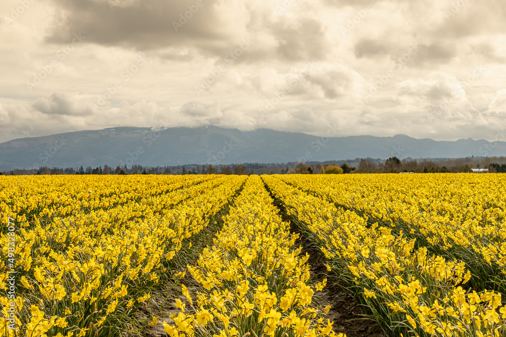 Tulip Fields in Washington, USA Tulip Fields in Washington, USA