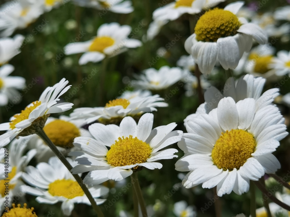 Fototapeta premium daisies sky sun flowers close up spring background