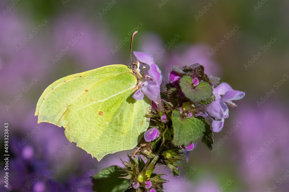 Pieridae / Orakkanat / Brimstone / Gonepteryx rhamni Pieridae / Orakkanat / Brimstone / Gonepteryx rhamni