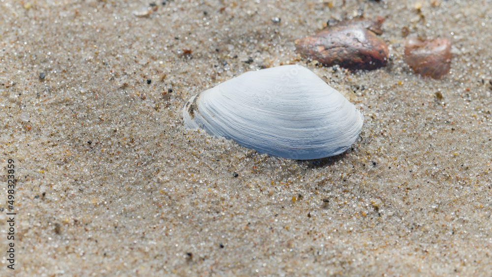 Białe muszle na morskim piasku. Jasny kolor muszli odcina się od ciemniejszego piasku. Makro, burza piaskowa, close-up, rozmyte tło, bokeh - obrazy, fototapety, plakaty 