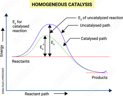 Homogeneous Catalysis
