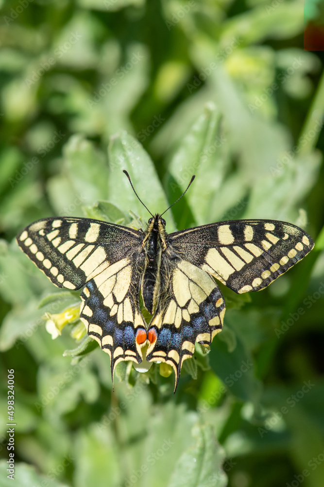Papilionidae / Kırlangıçkuyruk / Swallowtail / Papilio machaon Papilionidae / Kırlangıçkuyruk / Swallowtail / Papilio machaon
