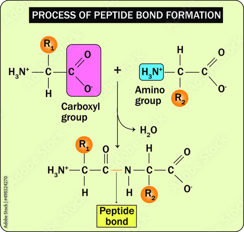 Process of peptide bond formation