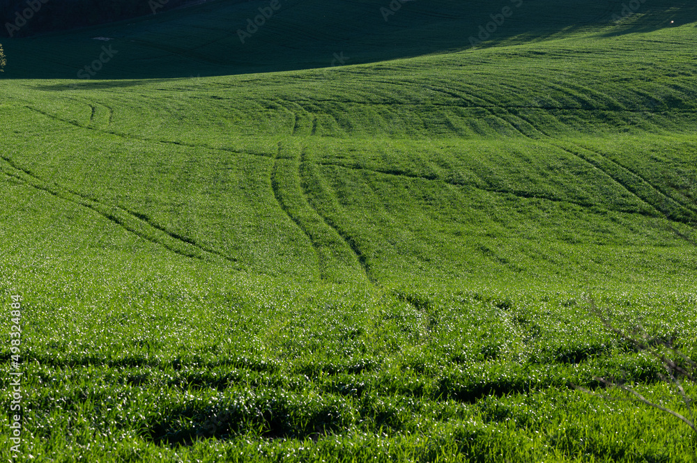 green wheat field on the hills of Pesaro Marche Italy