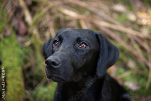 Portrait of a beautiful black labrador retriever dog