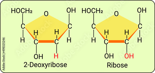 2' deoxyribose and ribose.