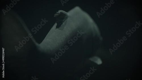 The tail of a silver carp (Hypophthalmichthys molitrix) in a dark underwater environment, close-up photo