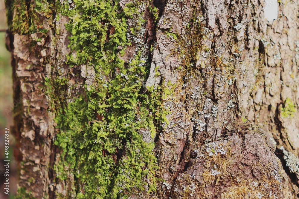 Obraz premium tree texture