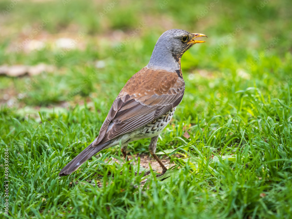 Fototapeta premium Wood bird Fieldfare, Turdus pilaris, on a sprng lawn.