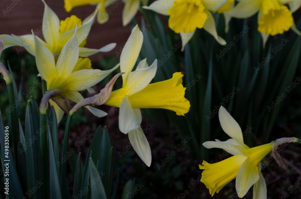Obraz premium Amazing Yellow Daffodils flower field in the morning sunlight. The perfect image for spring background
