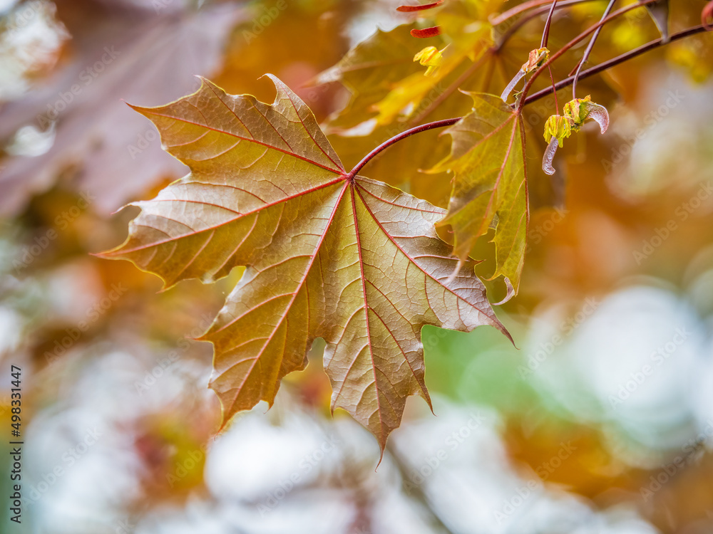 Tree branch with dark red leaves, Acer platanoides, the Norway maple Crimson King. Red Maple acutifoliate Crimson King, young plant with green background. Tree branch with dark red leaves, Acer platanoides, the Norway maple Crimson King. Red Maple acutifoliate Crimson King, young plant with green background.