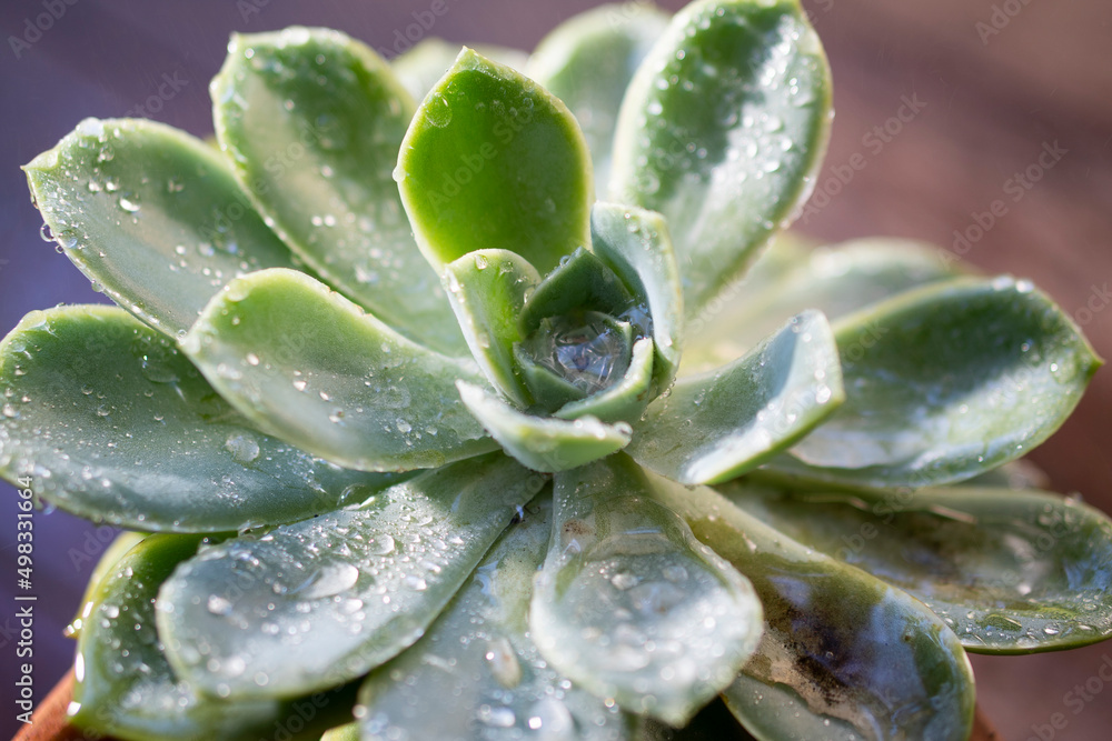 Green leaf with raindrops in bright sunlight Green leaf with raindrops in bright sunlight