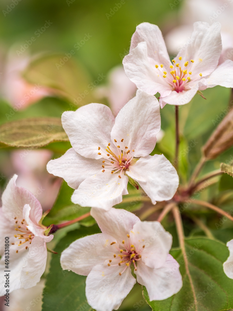 Fresh pink flowers of a blossoming apple tree with blured background Fresh pink flowers of a blossoming apple tree with blured background