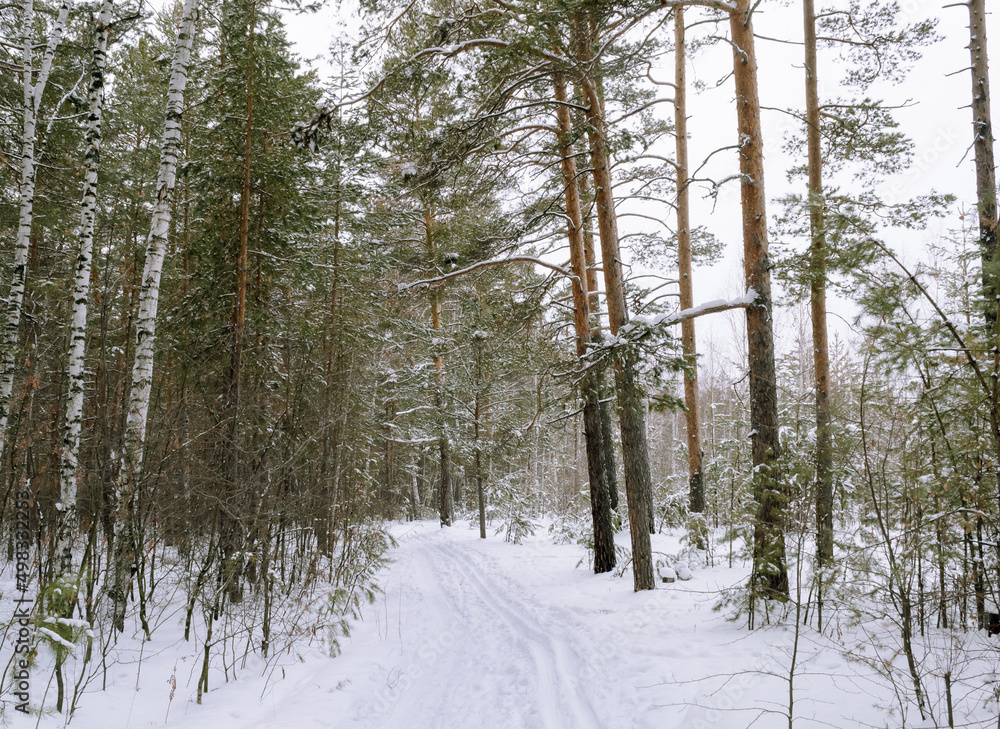Fototapeta premium Edge of a mixed winter forest under a cloudy sky