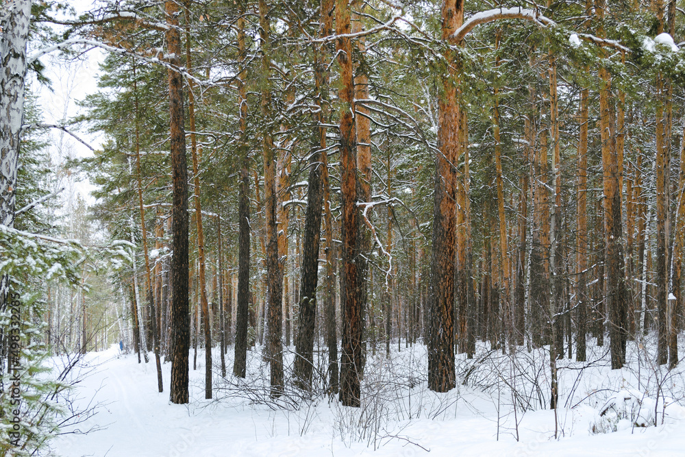 Pine winter snowy forest on a cloudy frosty day Pine winter snowy forest on a cloudy frosty day