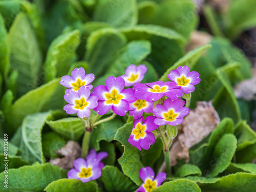 Pink or purple Primrose flowers  Primula vulgaris  from the family Primulaceae. Spring flowers in an outdoor garden.