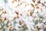 Art photography of blooming white magnolias with textured background with bokeh and a grainy texture and noise on all image surface. Shallow depth of field. Copy space. Airy atmosphere.