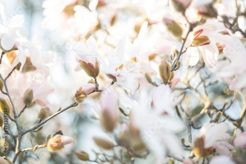 Art photography of blooming white magnolias with textured background with bokeh and a grainy texture and noise on all image surface. Shallow depth of field. Copy space. Airy atmosphere.