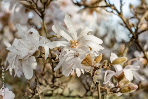 Magnolia flowers with yellow stamens in springtime and blurred background with white flowers on tree branches. Gray sky. Shallow depth of field. Selective focus.The artistic intend and the filters.