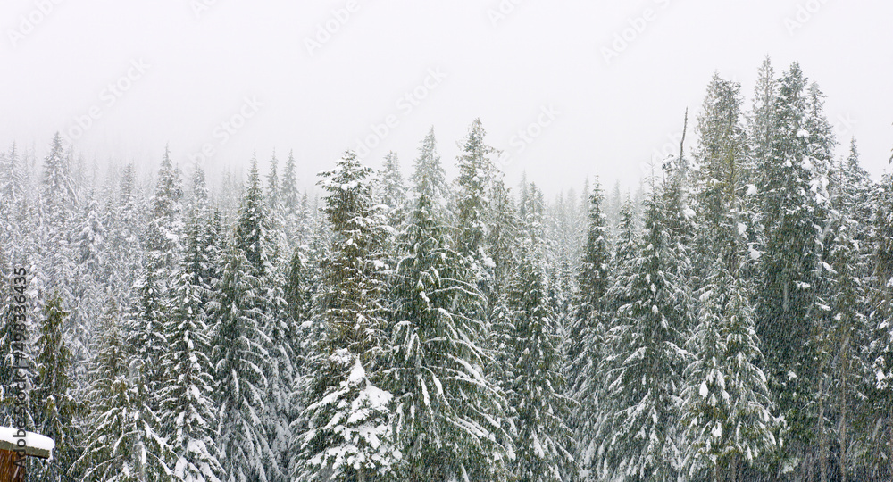 Fototapeta premium Snowy forest in Pacific Northwest