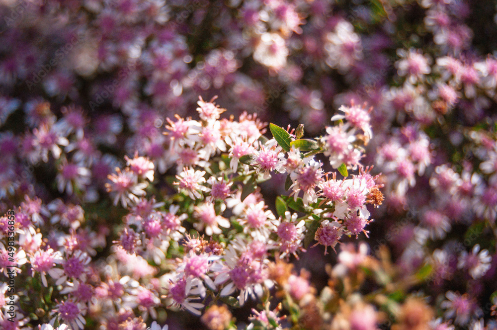 Large shrub with small pink flowers macro.